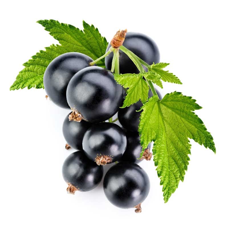 Blackcurrant flavour concentrate - Inawera