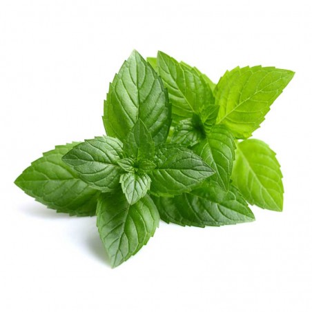 Peppermint flavour concentrate - Inawera