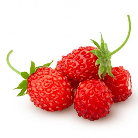 Wild Strawberry flavour concentrate - Inawera Wild Strawberry flavour concentrate - Inawera