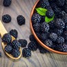 Blackberry concentrate TFA - The Flavor Apprentice