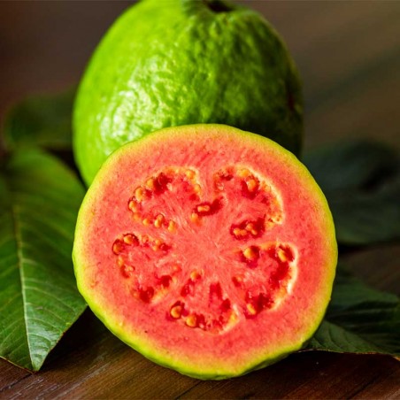 Guava concentrate TFA - The Flavor Apprentice