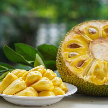 Jackfruit concentrate TFA - The Flavor Apprentice Jackfruit concentrate TFA - The Flavor Apprentice
