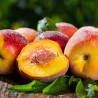 Peach concentrate TFA - The Flavor Apprentice